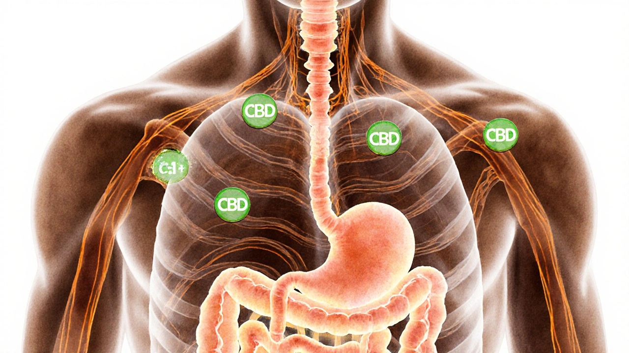 Transparenční ilustrace těla s CBD molekulami cestujícími do systému receptorů, teplé odstíny a zářivé cesty.