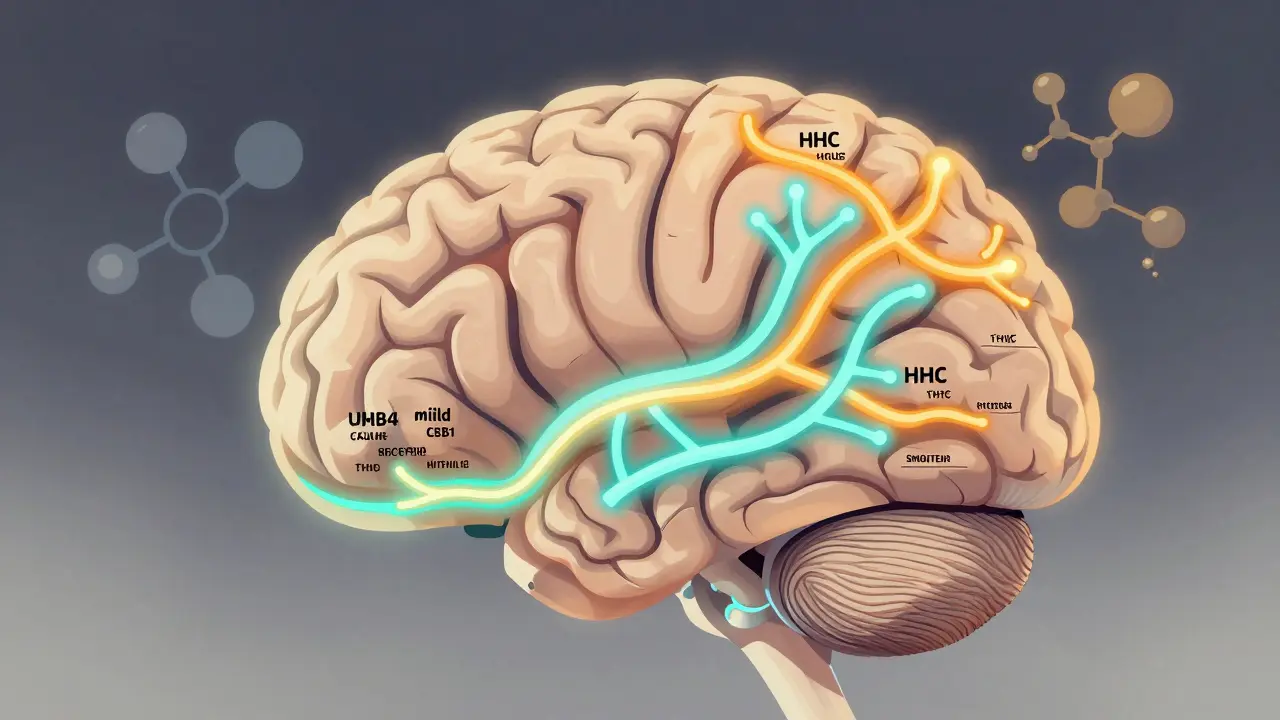 Abstraktní znázornění mozku s dvěma různými neurologickými cestami pro H4 a HHC, barevně odlišenými podle účinku.