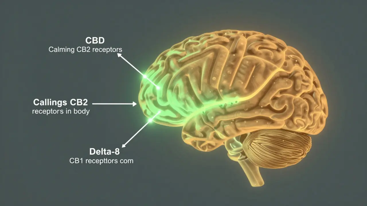 Diagram lidského mozku s dvěma cestami: zelená pro CBD a oranžová pro delta-8, ukazující různé účinky na tělo a mozek.