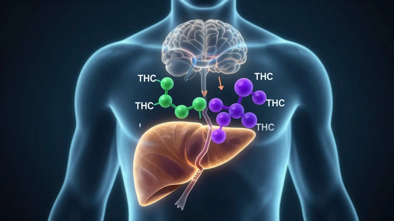 Konceptuální ilustrace metabolismu THC v játrech a přeměny na aktivní látku